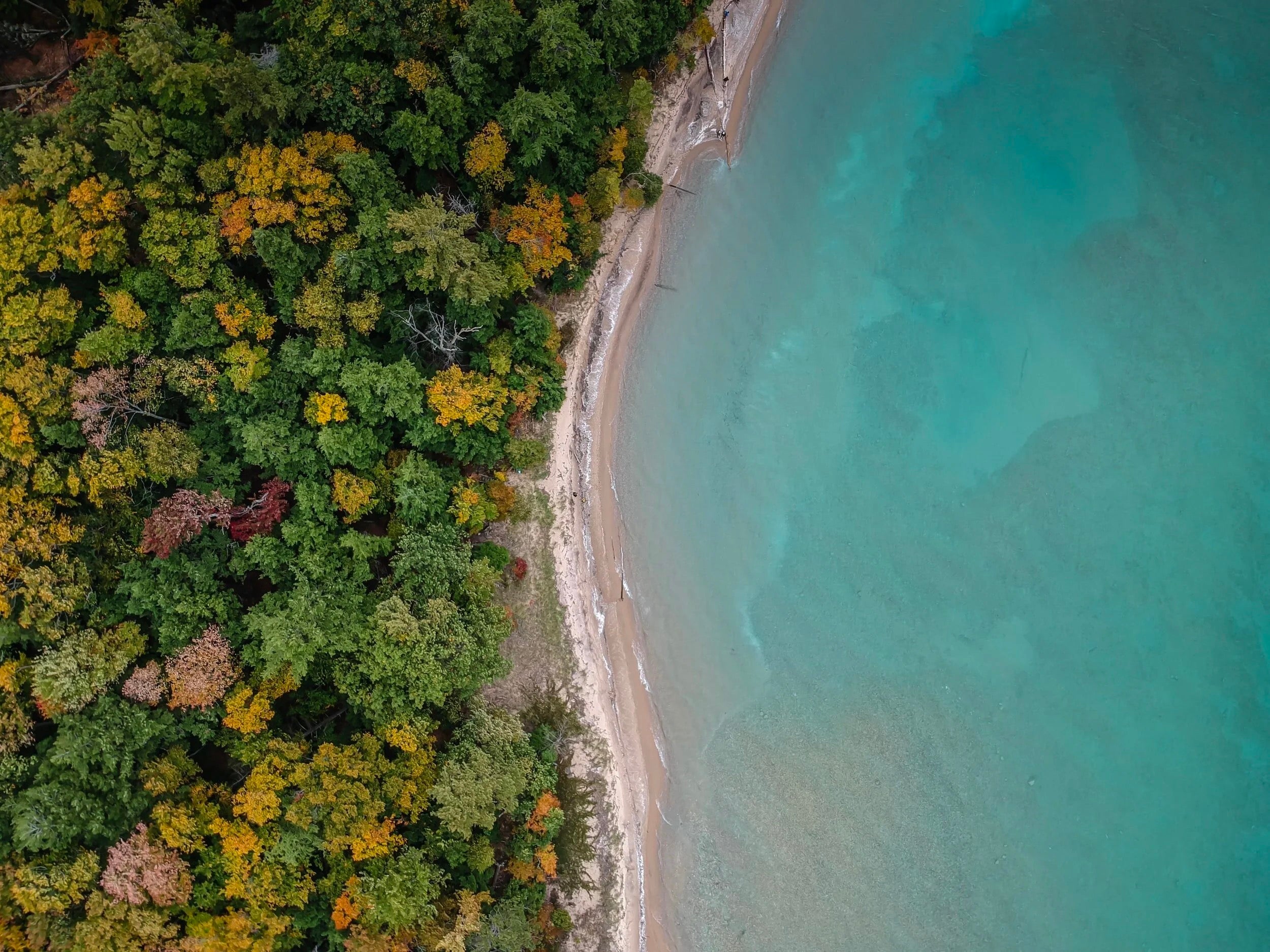 Lake Michigan shoreline meeting Northern Michigan pine forest