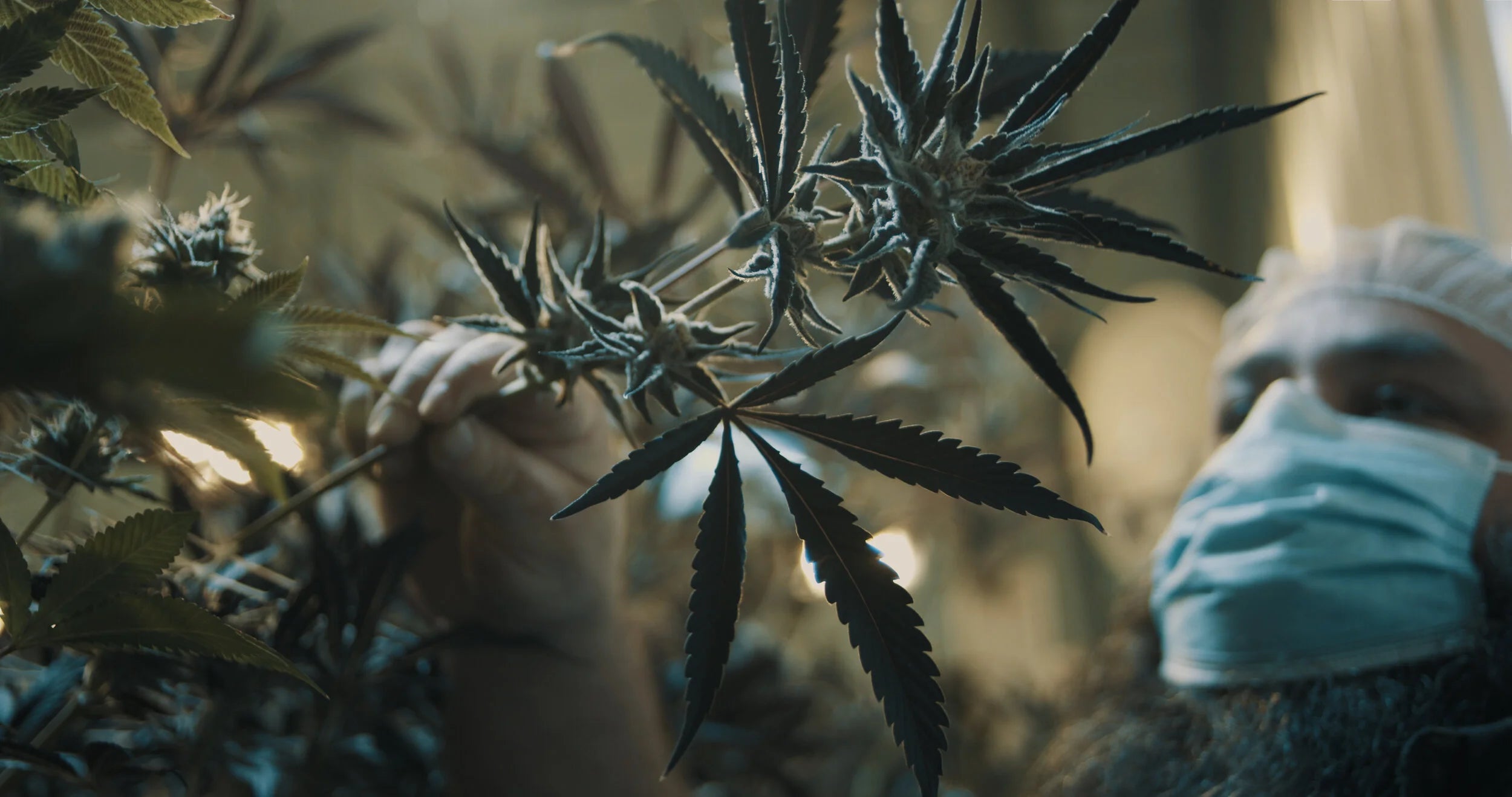 Cannabis plants at harvest, Northern Michigan